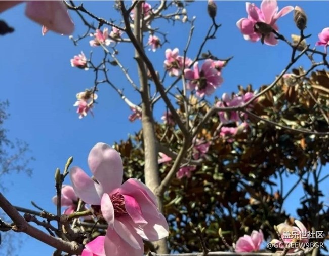 【徒步所见】看花