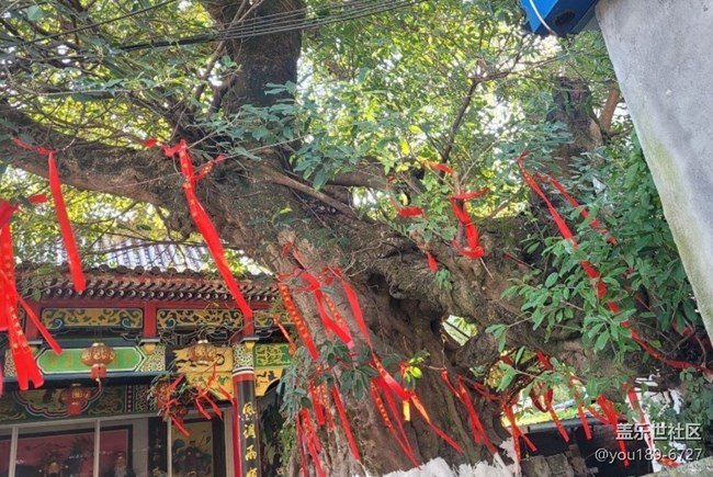 【徒步所见】百年榕树