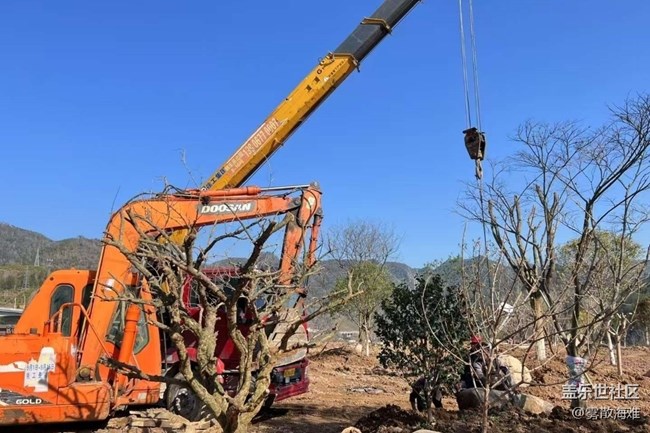 【徒步所见】植树