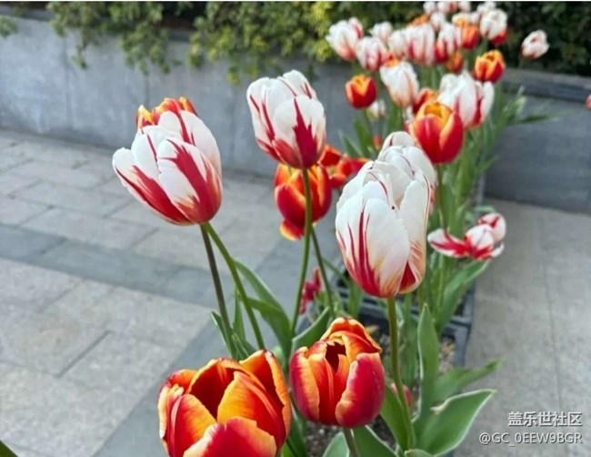 【徒步所见】看花