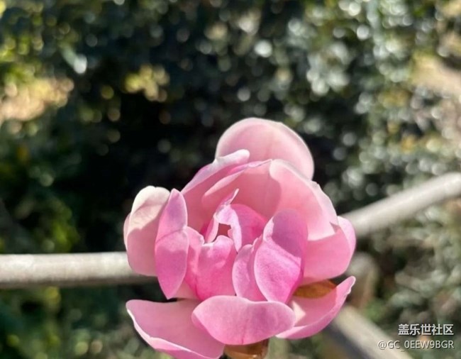 【徒步所见】看花