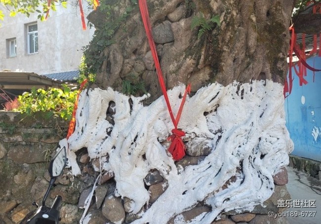 【徒步所见】百年榕树