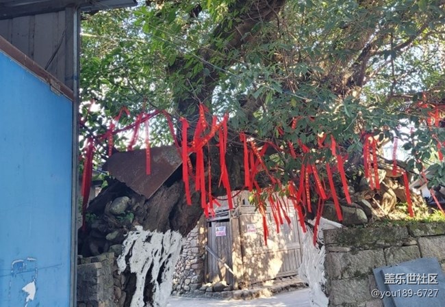 【徒步所见】百年榕树