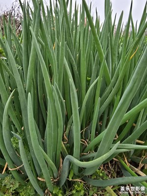 【简拍】+春天的菜园