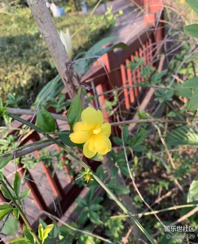 【徒步所见】周末爬山赏花