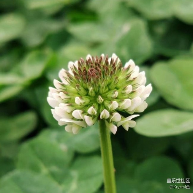 【徒步所见】周末赏花