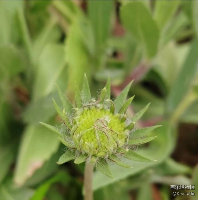 【徒步所见】周末赏花