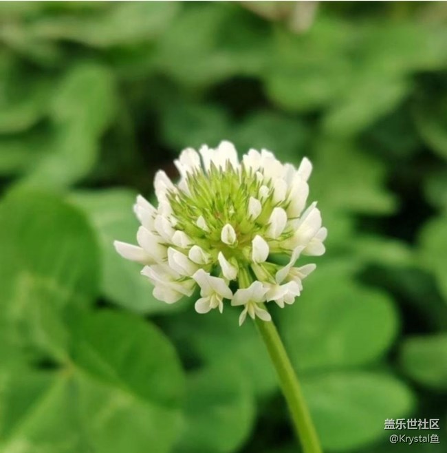 【徒步所见】周末赏花