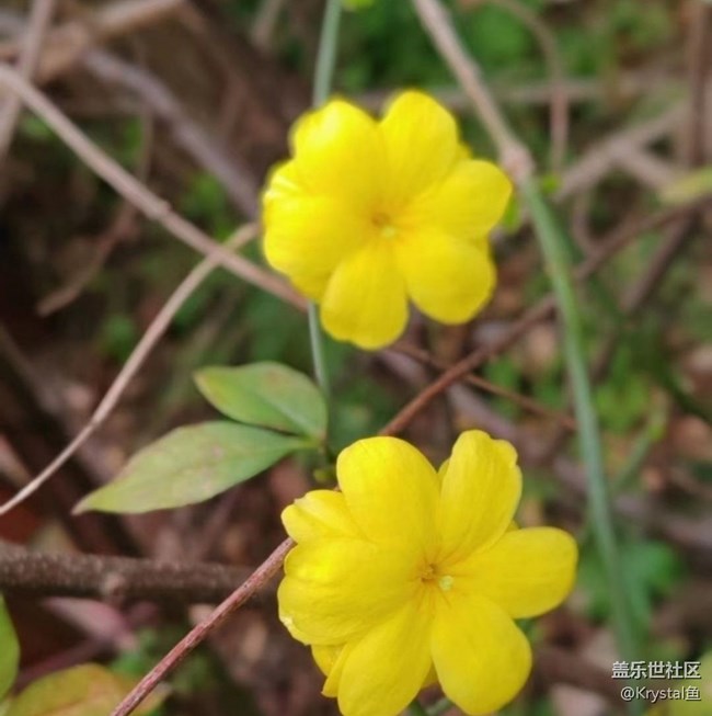 【徒步所见】周末赏花