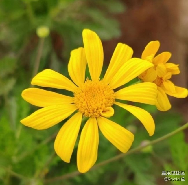 【徒步所见】周末赏花