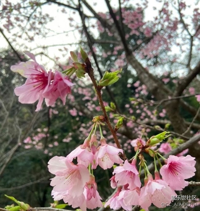 【徒步所见】公园看花