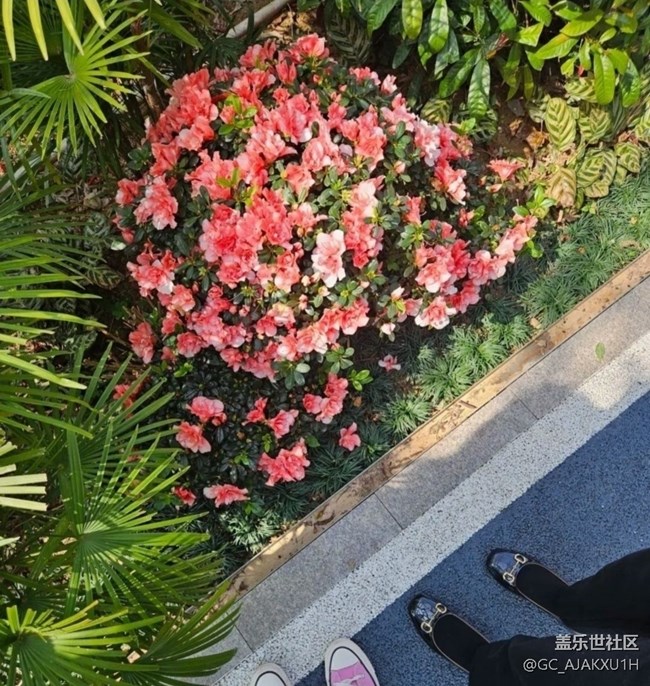 【徒步所见】公园看花