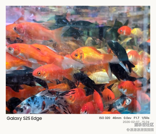 【花鸟AI伴】武汉星部落活动总结贴