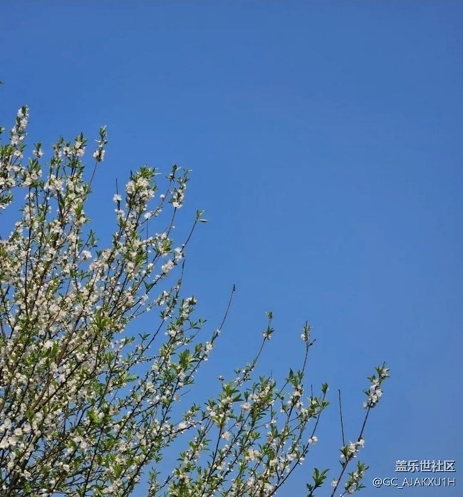 【徒步所见】公园看花