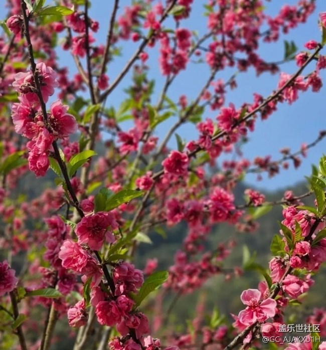 【徒步所见】公园看花