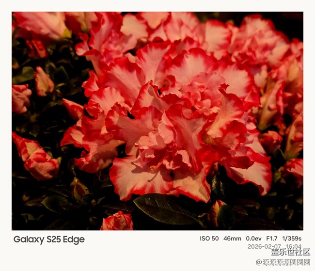 【花鸟AI伴】武汉星部落活动总结贴