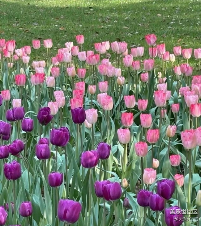 【徒步所见】郁金香