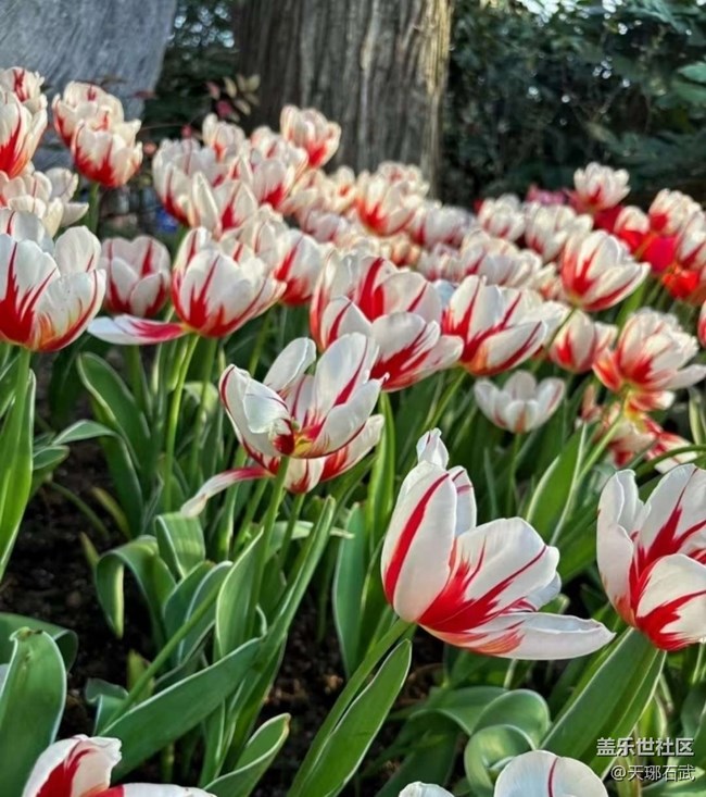 【徒步所见】郁金香