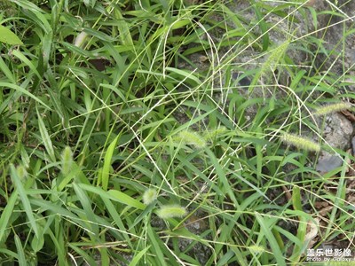 【简拍】生命活力