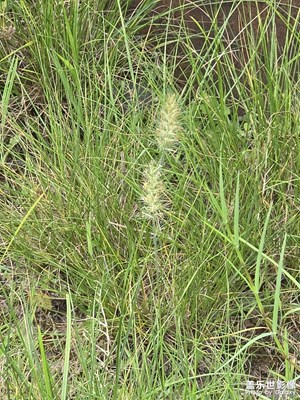 【简拍】微风轻拂