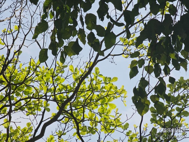 【徒步所见】花花草草