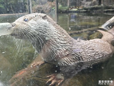 【简拍】可爱的动物