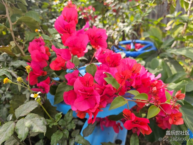 【徒步所见】花花草草