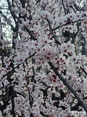 【简拍】春天好