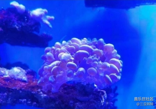 【一人行漫游录】海洋馆走走