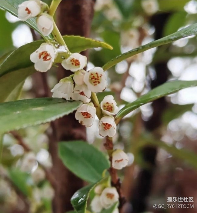 【一人行漫游录】一人赏春