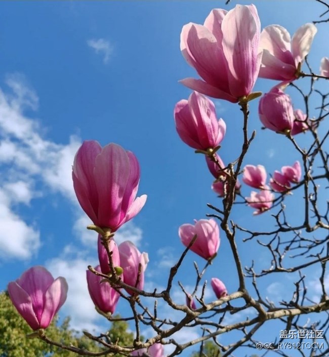 【一人行漫游录】一人赏春