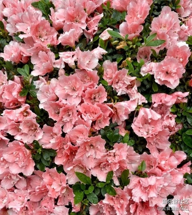 【一人行漫游录】植物园