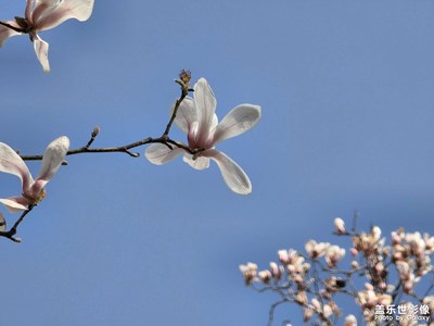 【人间三月】+玉兰