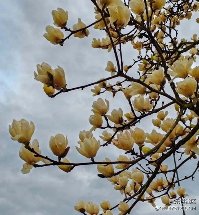 【一人行漫游录】一人赏春