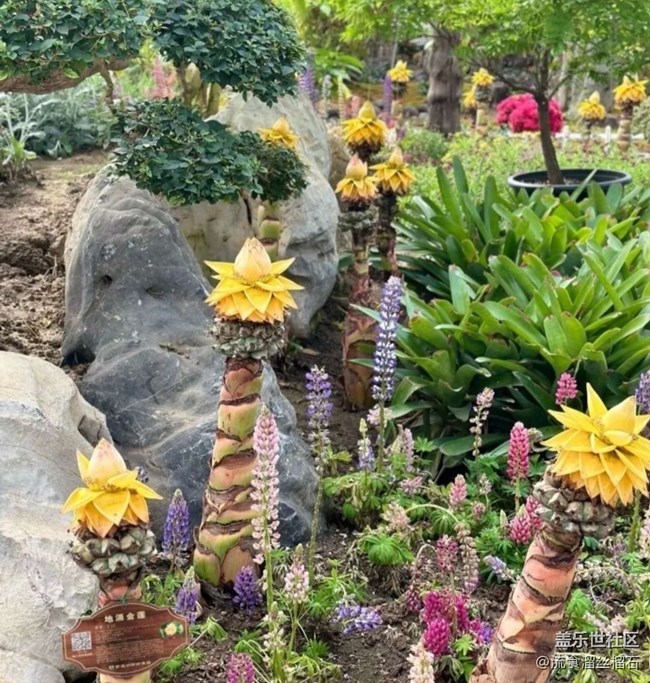 【一人行漫游录】植物园