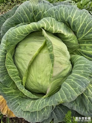 【人间三月】+菜园随拍第二期