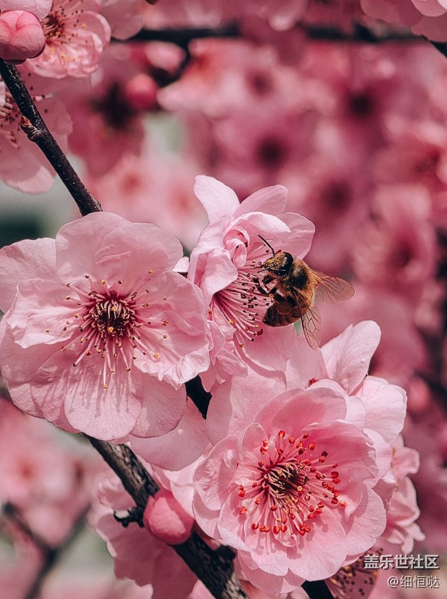 三星Galaxy S26Ultra与Galaxy Buds4Pro美图分享