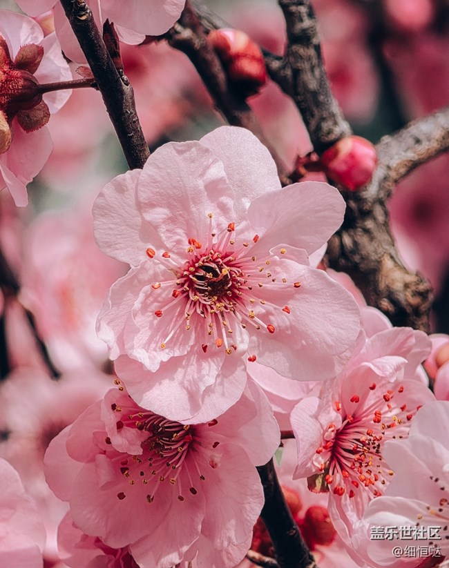 三星Galaxy S26Ultra与Galaxy Buds4Pro美图分享