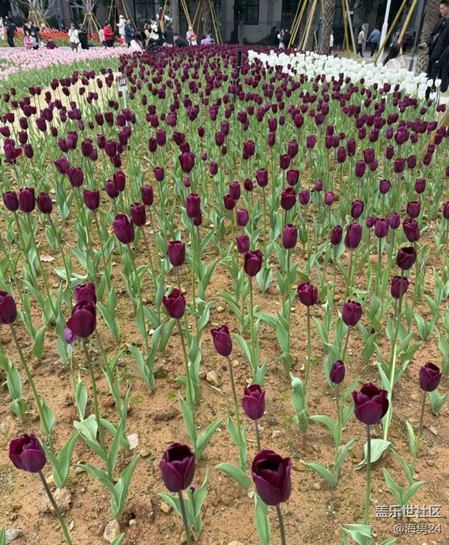 【一人行漫游录】公园赏花