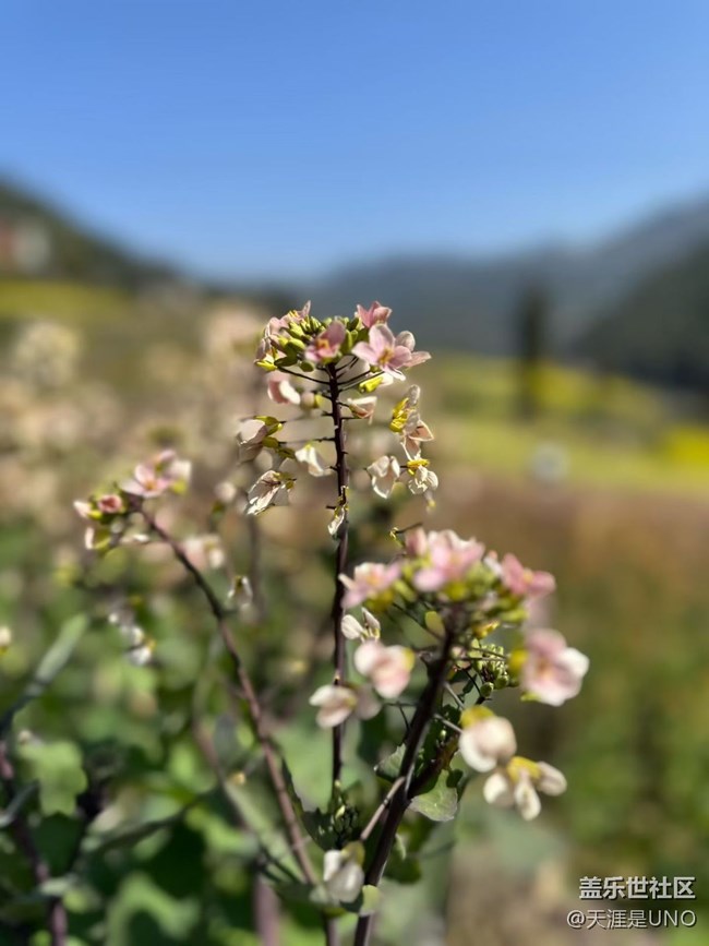 【一人行漫游录】踏青赏花