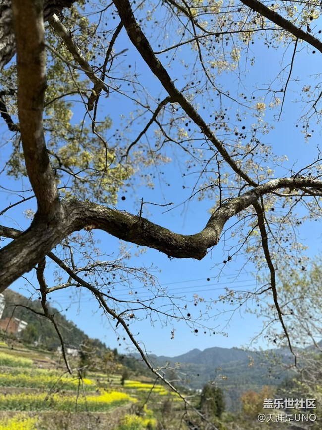 【一人行漫游录】踏青赏花