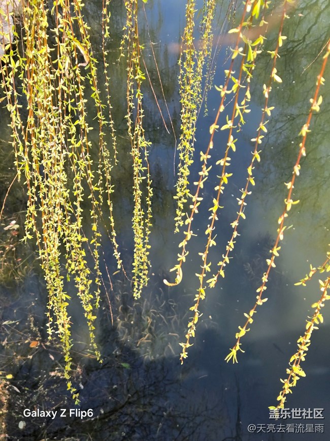 【春光拾趣】春畔柳芽