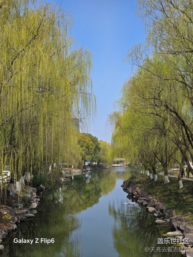 【春光拾趣】春畔柳芽