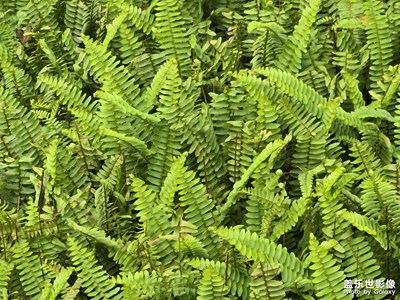 【人间三月】拍出自然