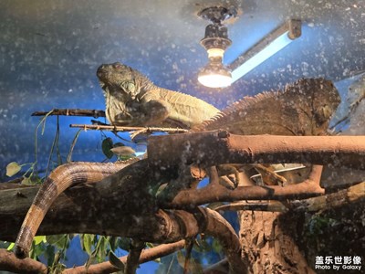 【人间三月】神奇的绿鬣蜥