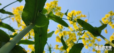 春天里的油菜花开了……