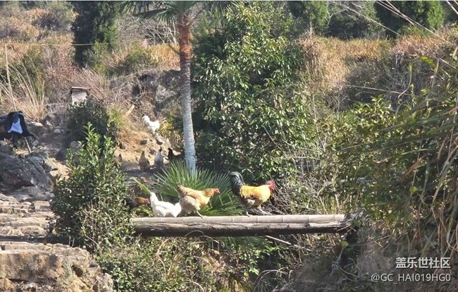 【折叠屏手机里的春天】美丽家乡