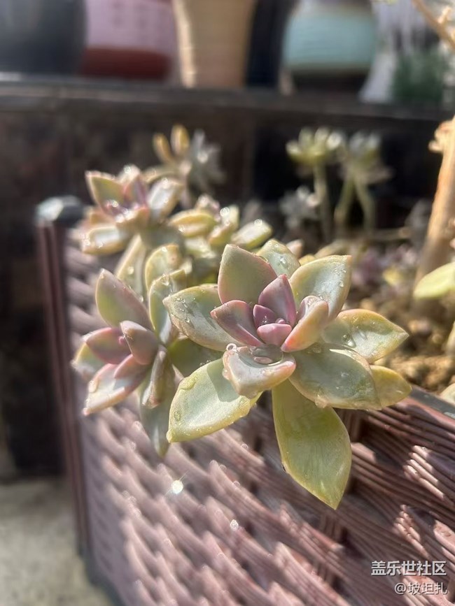 【折叠屏手机里的春天】春日多肉