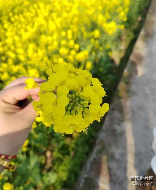 【折叠屏手机里的春天】花开茂盛