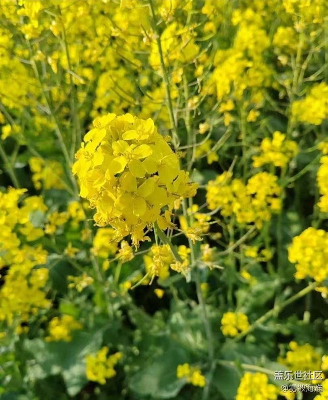 【折叠屏手机里的春天】花开茂盛